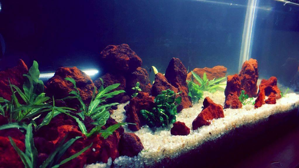 Lava rock aquarium hotsell